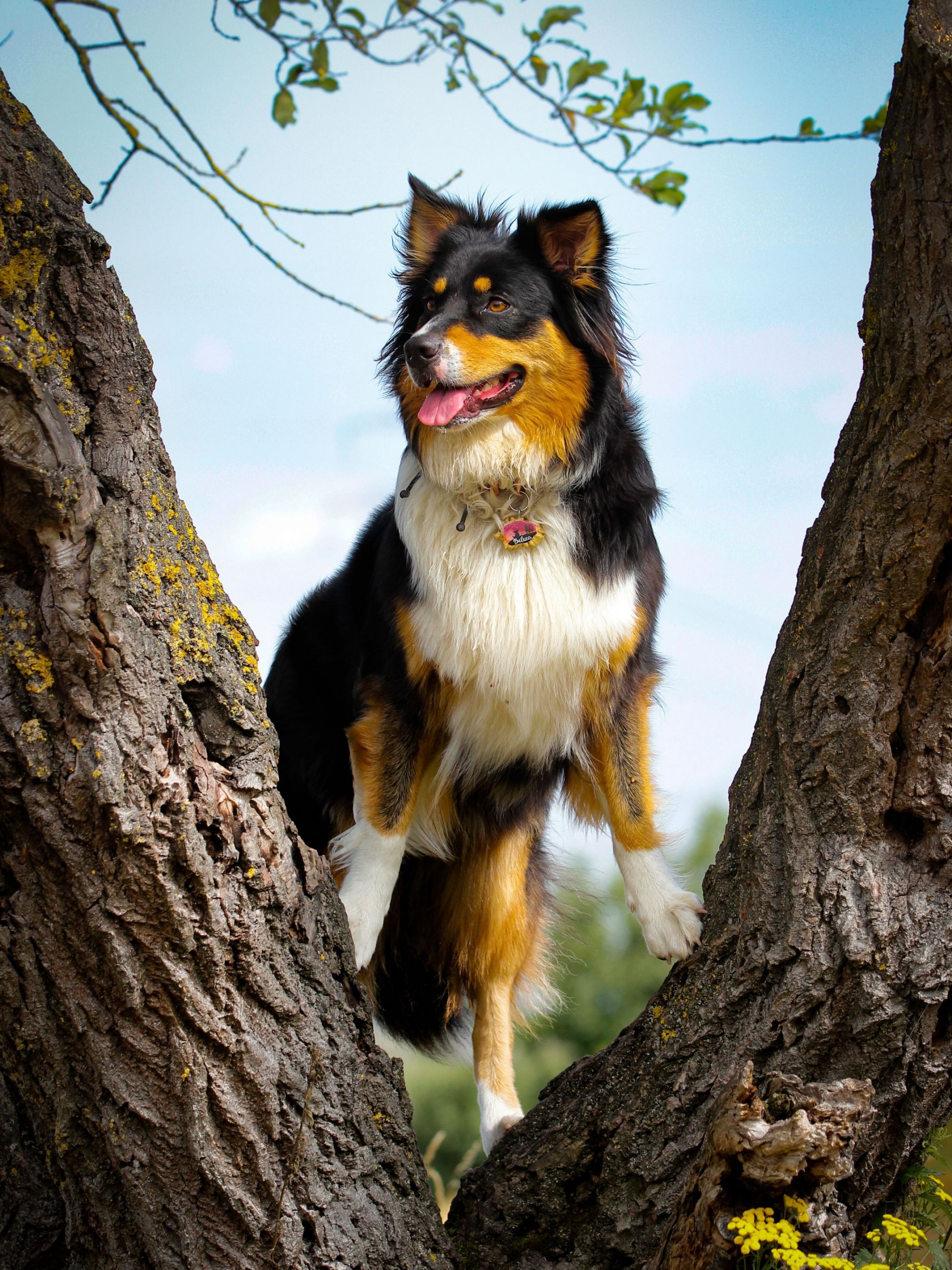 Beleza im Baum